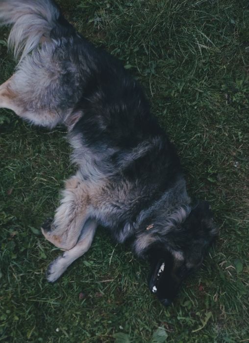 Oddam w dobre ręce pieska