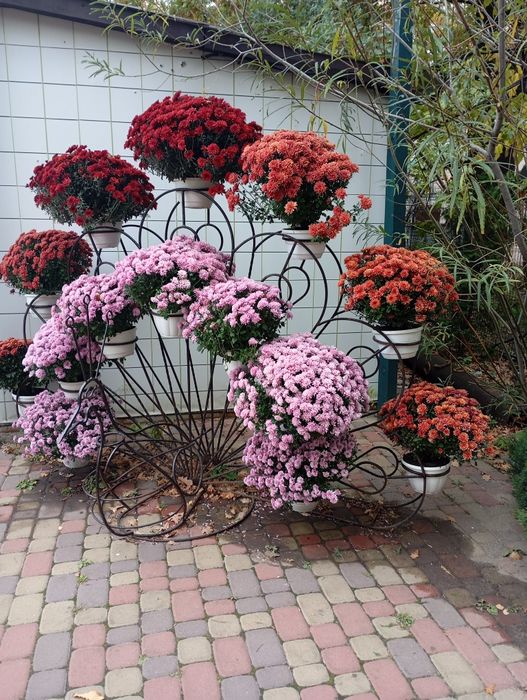 Продам хризантеми