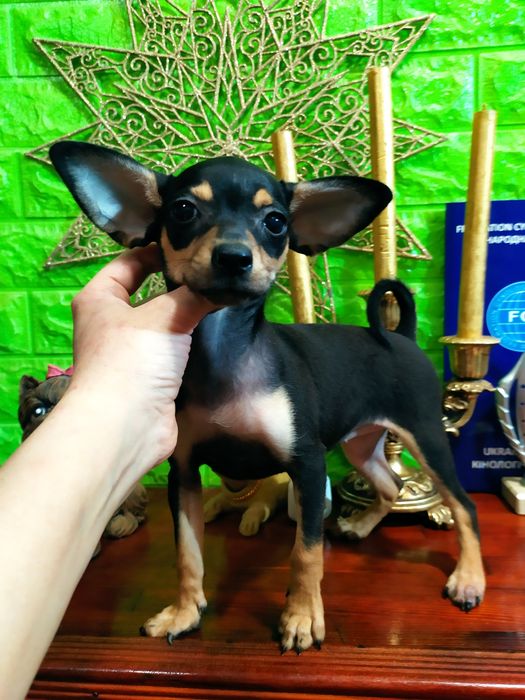 Красивая крепкая малышка 4мес в любящую семью! Док.КСУ! Чип,привита!