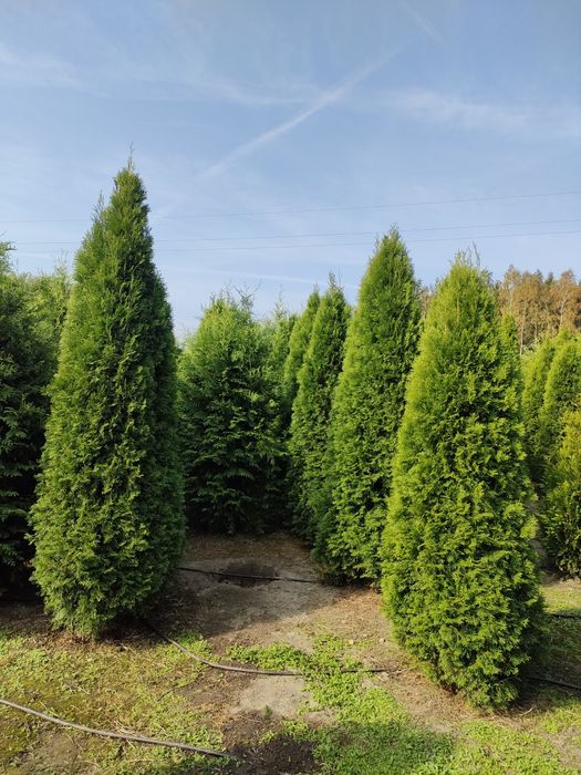 Tuja thuja SZMARAGD wysokość 250 cm w cenie 120 zł kopane z gruntu