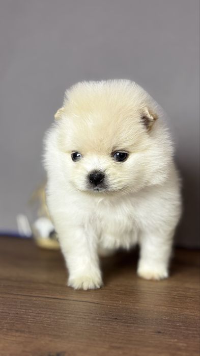 хлопчик шоу класу ти ведмедик