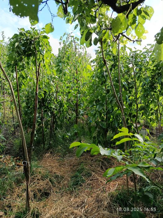 Шовковиця саджанець штамбова плакучая шелковица саженец (обмен)