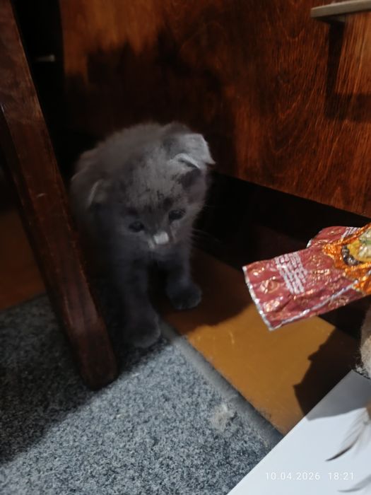 Кошенята веслоухі