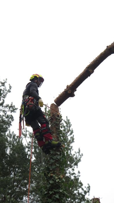 Alpinistyczna wycinka drzew, pielęgnacja drzew, przycinanie żywopłotów