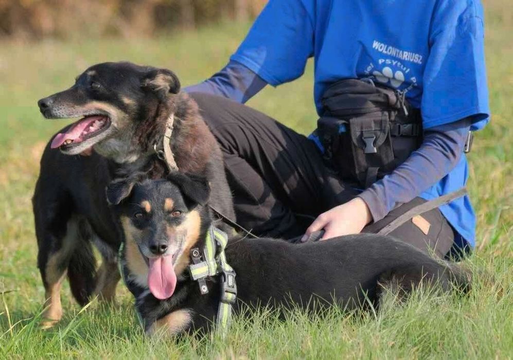 Derbi i Dafi, dwoje ptzyjaciol do adopcji