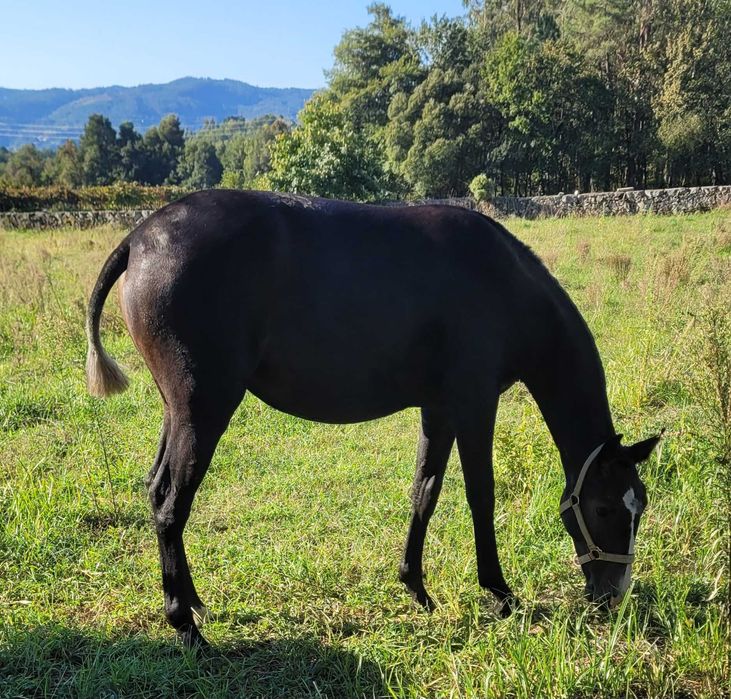 Poldra Puro Sangue Lusitano