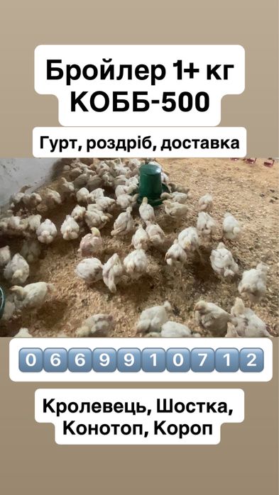 Бройлери підрощені 1+ кг