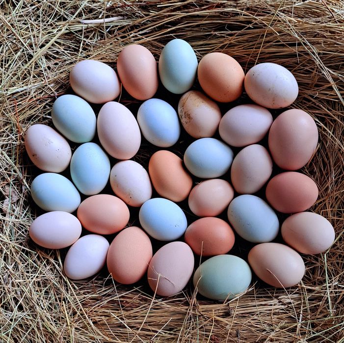 Ovos caseiros de aves criadas em liberdade