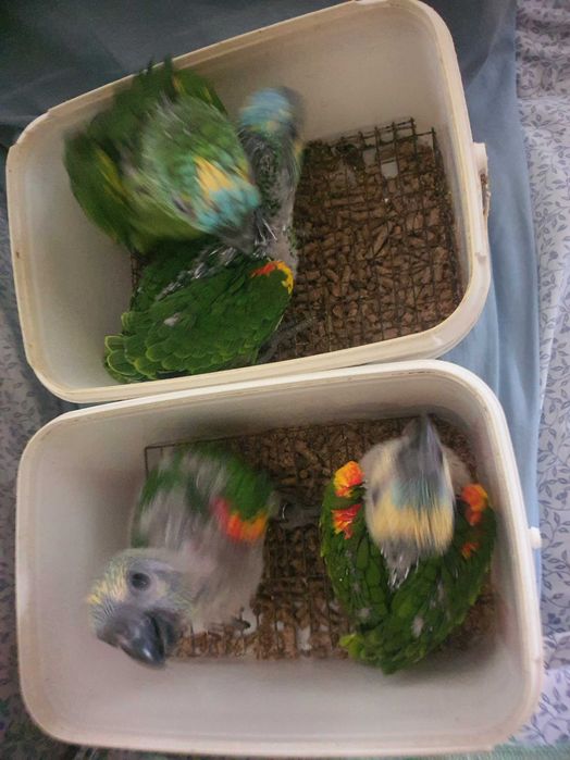 Amazona Aestivas Xanthoperyx M e F