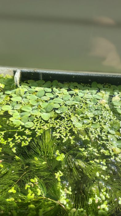 Anubisa Lotos Pistia Trawa Rogatek