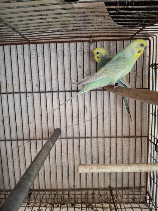 Aves de bico curvo