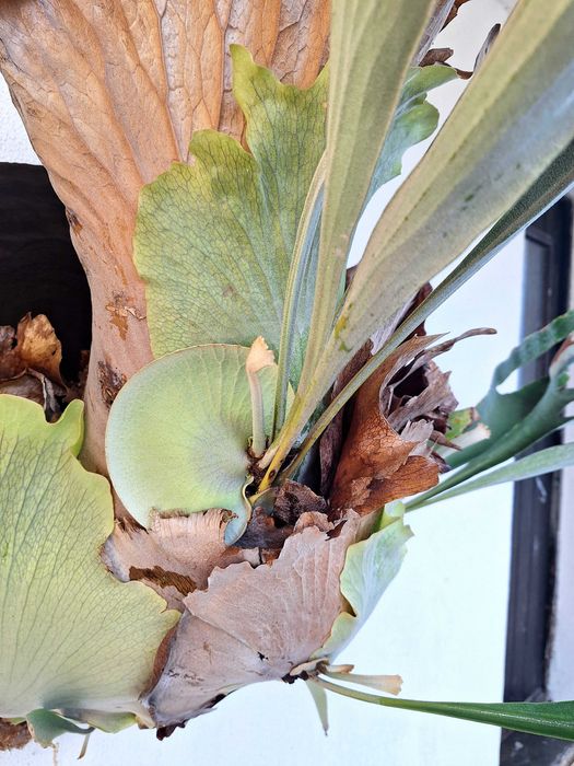 Platycerium bifurcatum