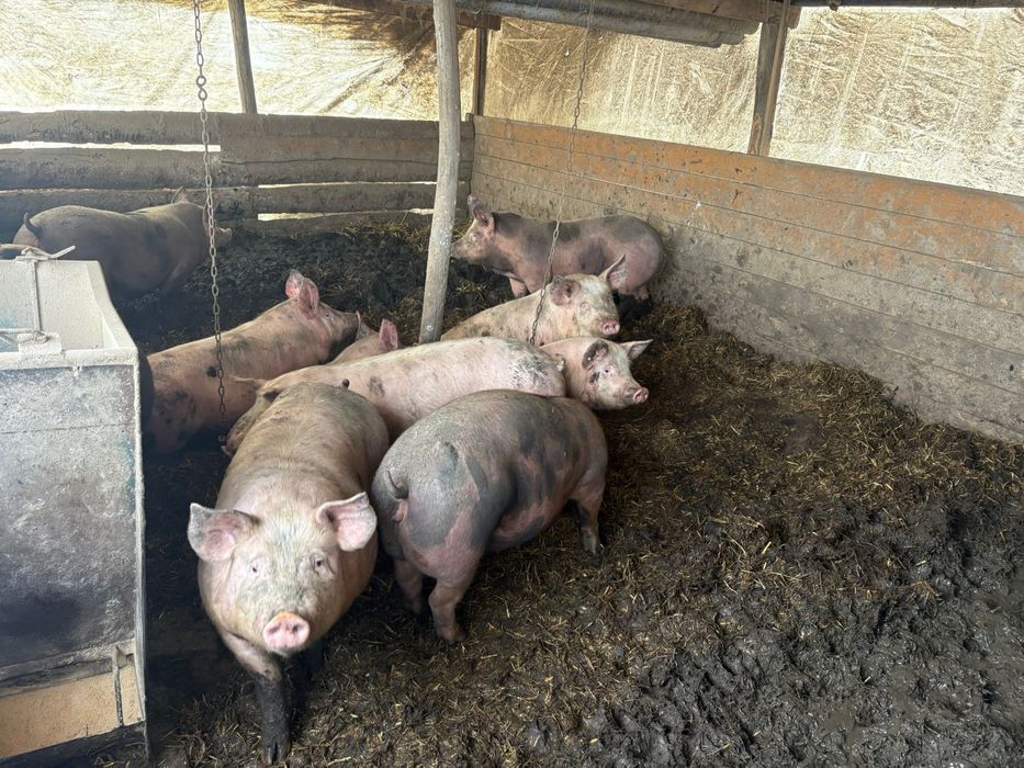 Продам свини на м'ясо