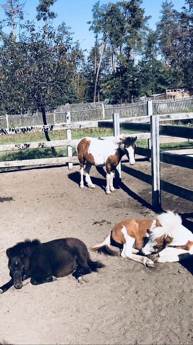 Жеребята пони Киев