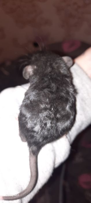 Крысята дамбо рекс крыса