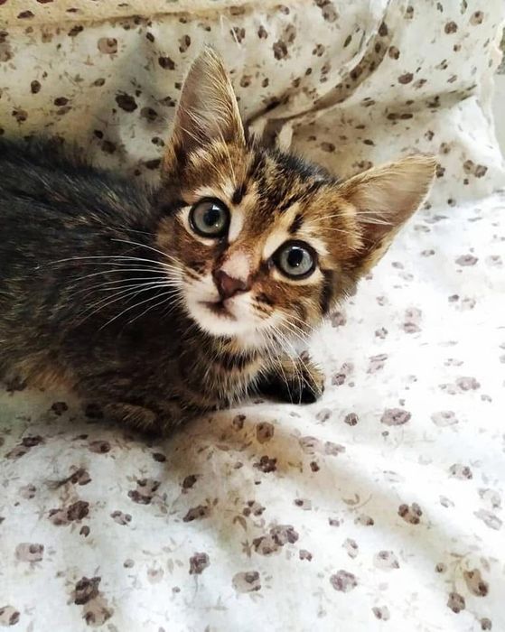 Много тигровых котят .