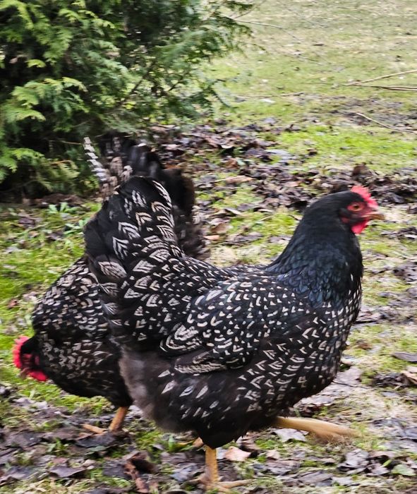 Barnevelder srebrnołuskowany  jaja lęgowe