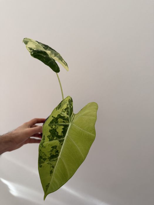 Alocasia Frydek albo variegata
