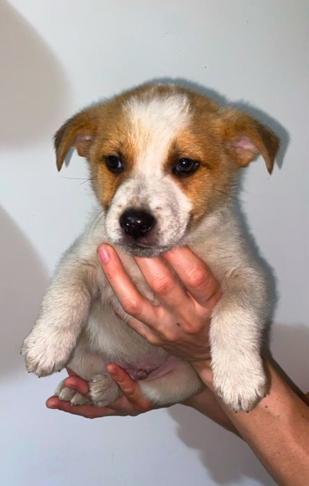 Цуценя хлопчик півтори місяці