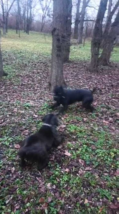 щенки Kane--Korso