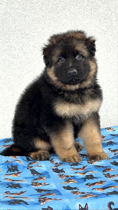 Цуценята німецької вівчарки КСУ