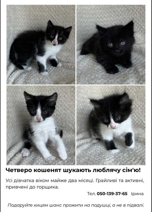 ВІДДАМ КОШЕНЯТ (КІШЕЧОК) В ГАРНІ РУКИ