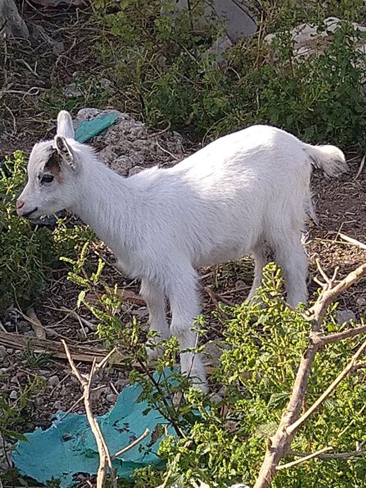Cabra anã.  macho