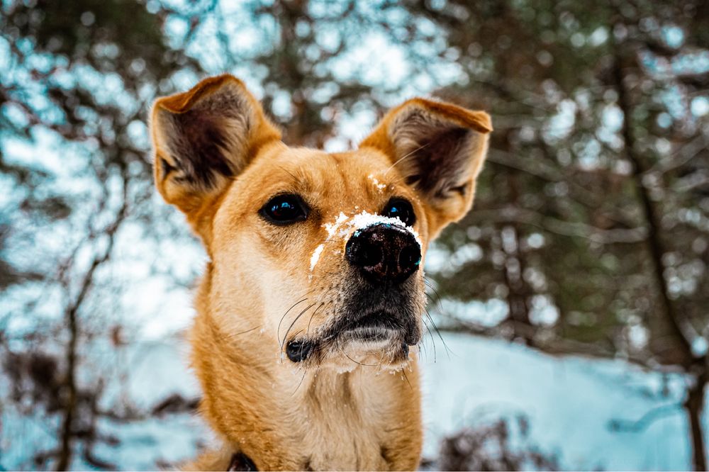 ORION - Do Adopcji!