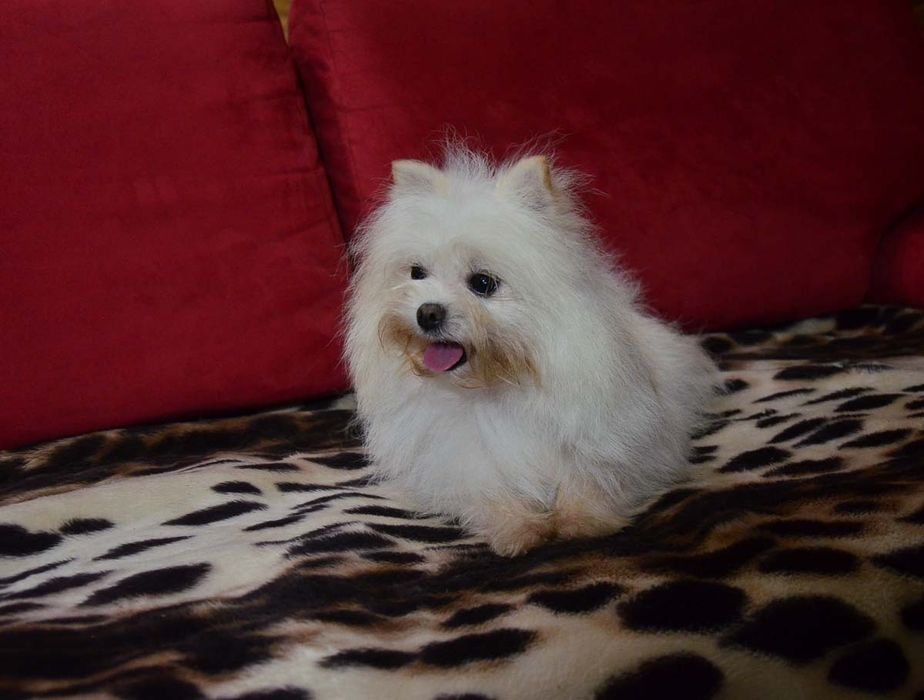 Дизайнерская девочка 2  год.