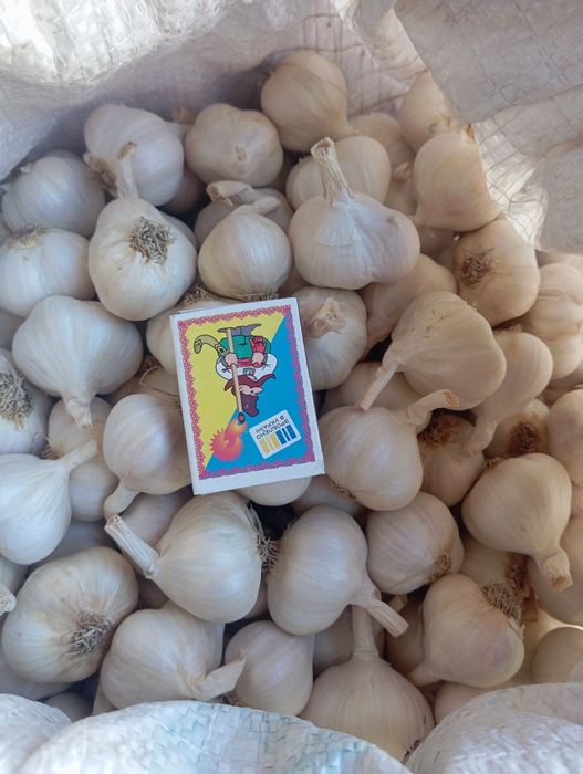 Продам часник ярий.