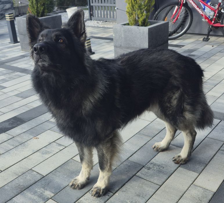 Owczarek staroniemiecki