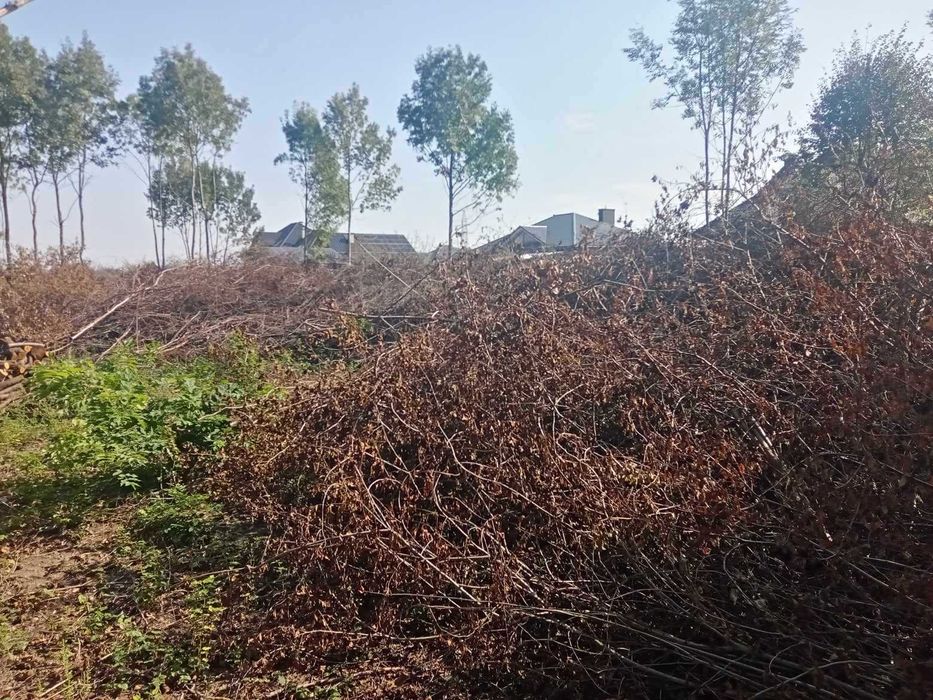 Po likwidacji sadu oddam na zrębkę dużą ilość gałęzi (200mx2,5mx3m)