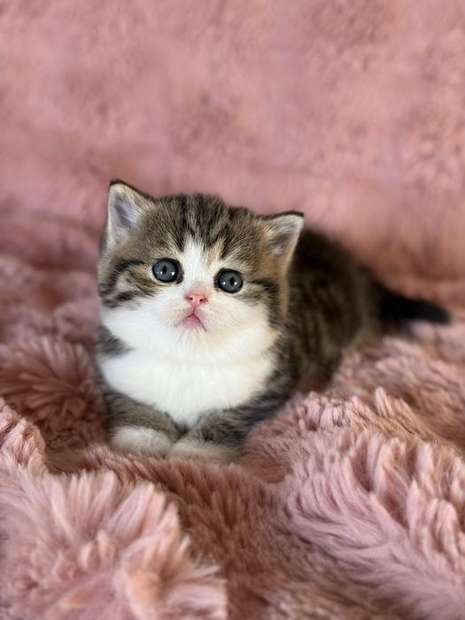 Шотландский мальчик