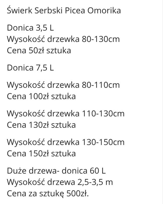Świerk serbski  Pieca Omorika