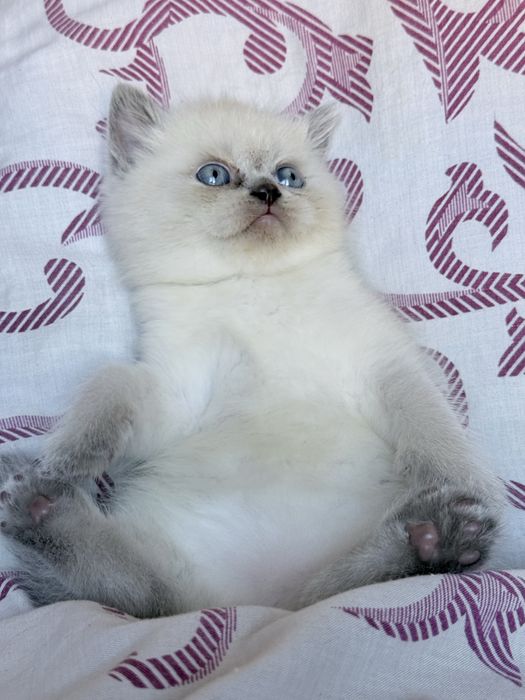 Шотландські прямовухі кошенятка