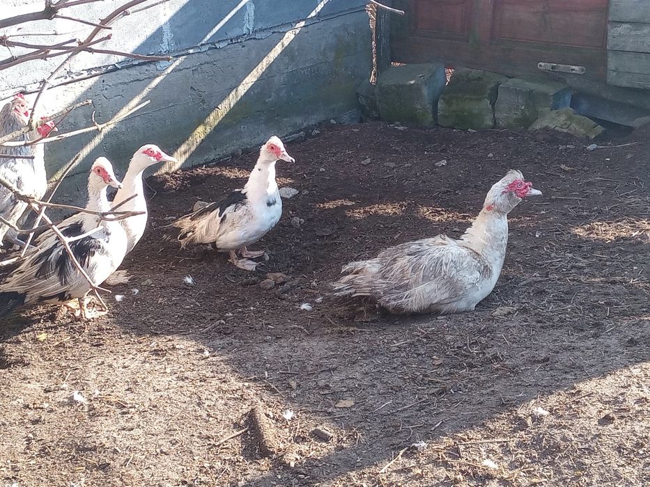 Sprzedam kaczki  pekinki i koguty