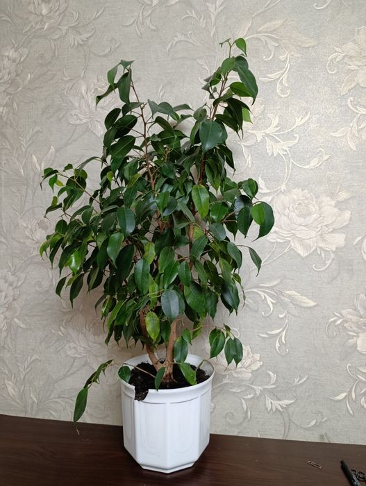 Фікус Бенджаміна 100 см