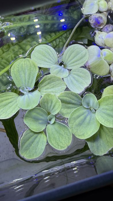 Pistia zestaw do pana