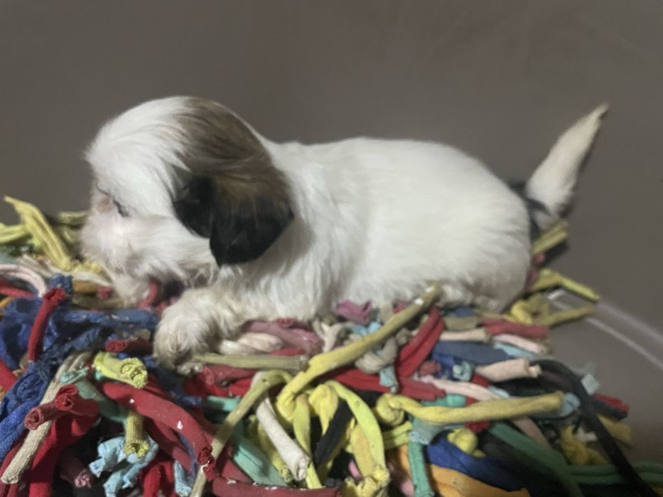 Shi-tzu super top machoexcelente