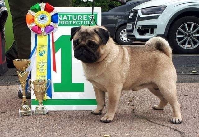 Мопс кобель Чемп. Украины, ЧеприонМолдовы, Гр.Чемприон Молдовы, PDE-NN