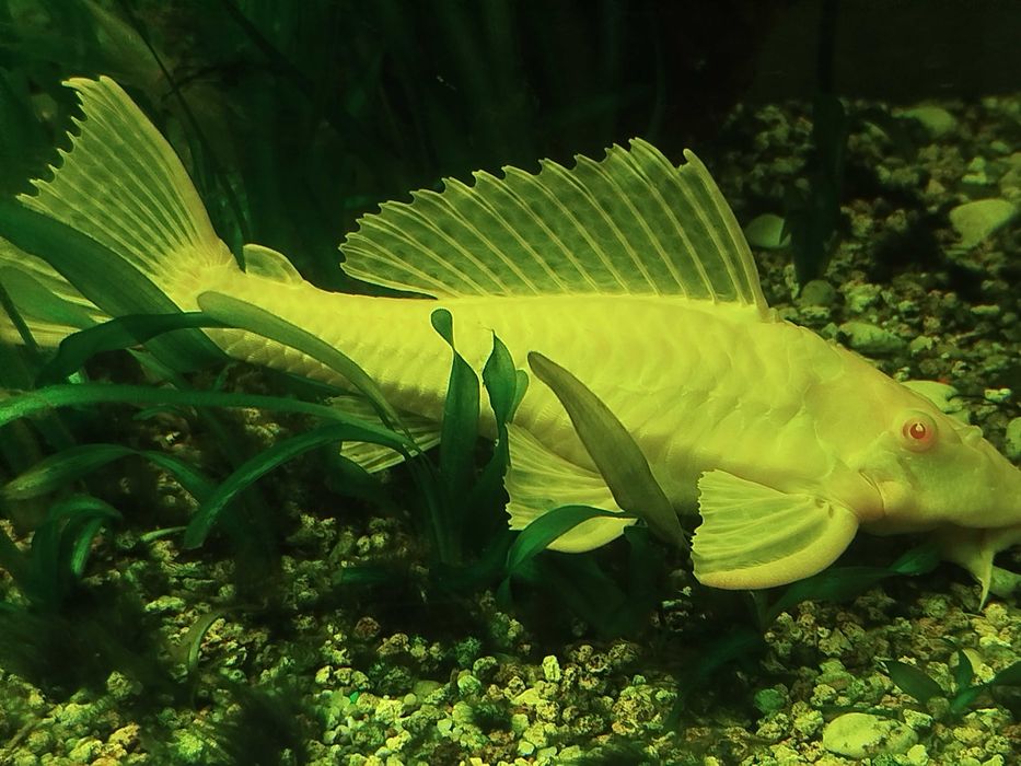 Plecostomus albinos grandes