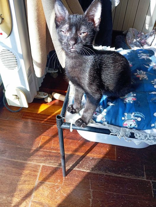 Jerry - Para Adopção responsável