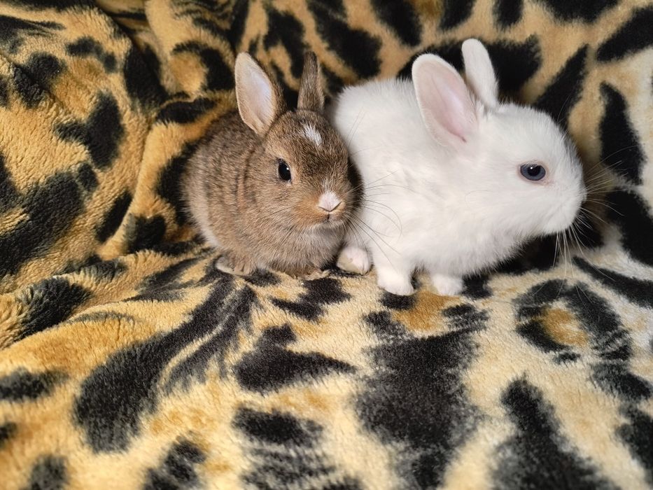 Кролики Мини и Полу Мини