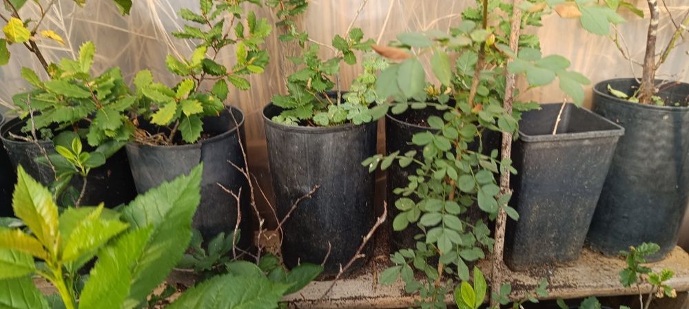 Árvores - Freixos - Carvalhos - Ginjeiras - Lodão