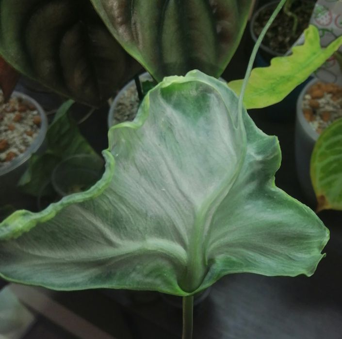 Алоказия Teletubbies ( телепузик)