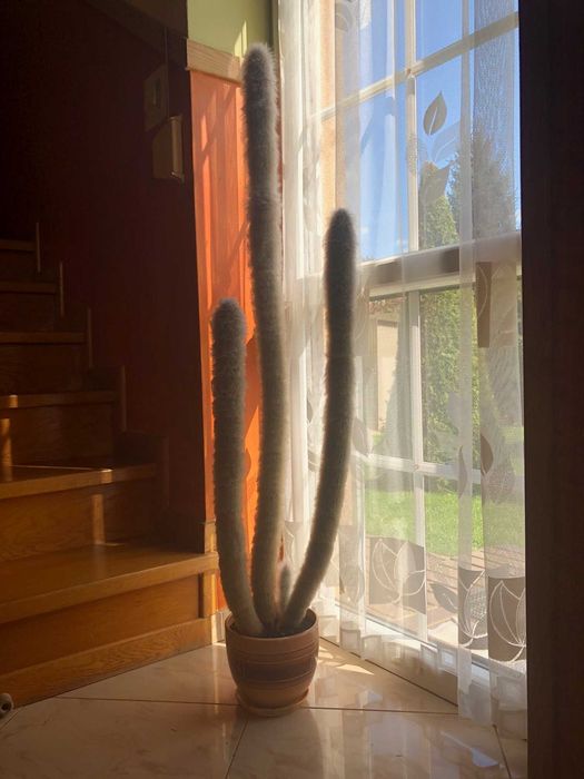 Kaktus 112 cm wysoki 4 pędowy