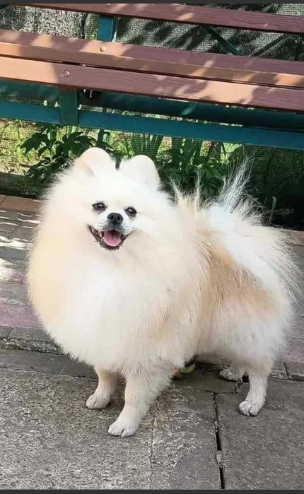 Шпиц 8 месяцев, мальчик.