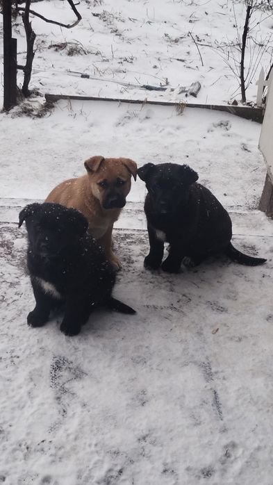 САО Алабай цуценята