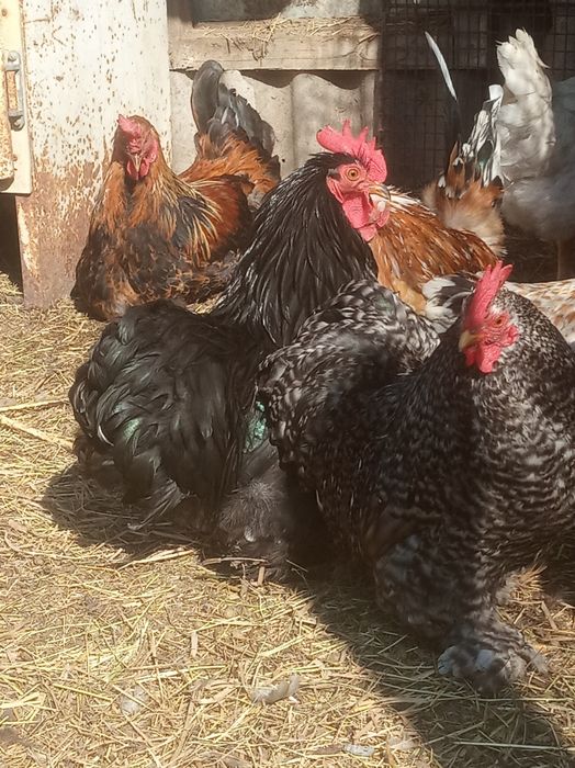 Півні кокенхінів