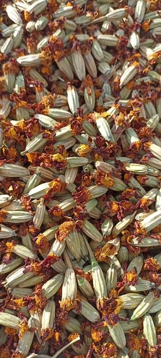 Чорнобривці сушені